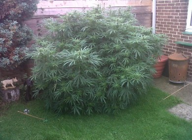The plant